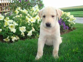 Puppies in PA